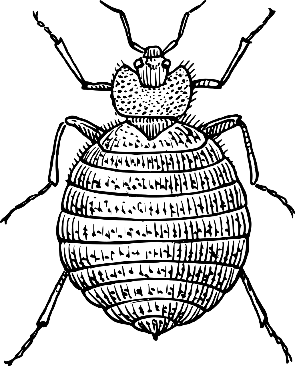 בעל חיים