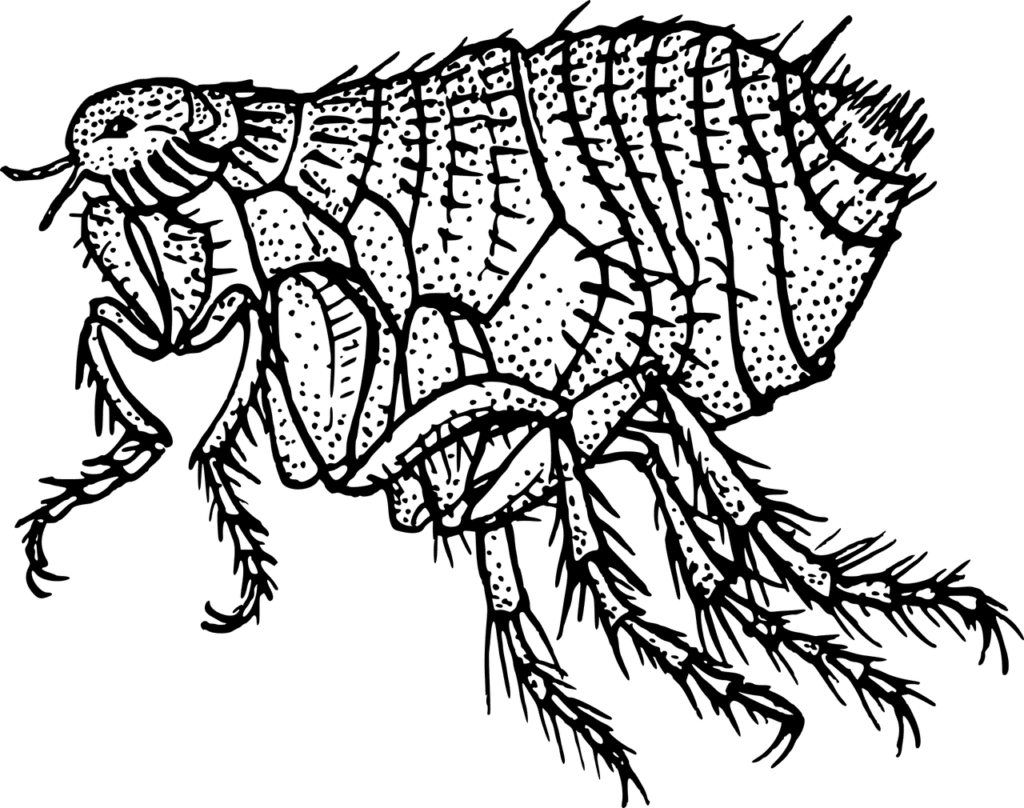 פרעושים